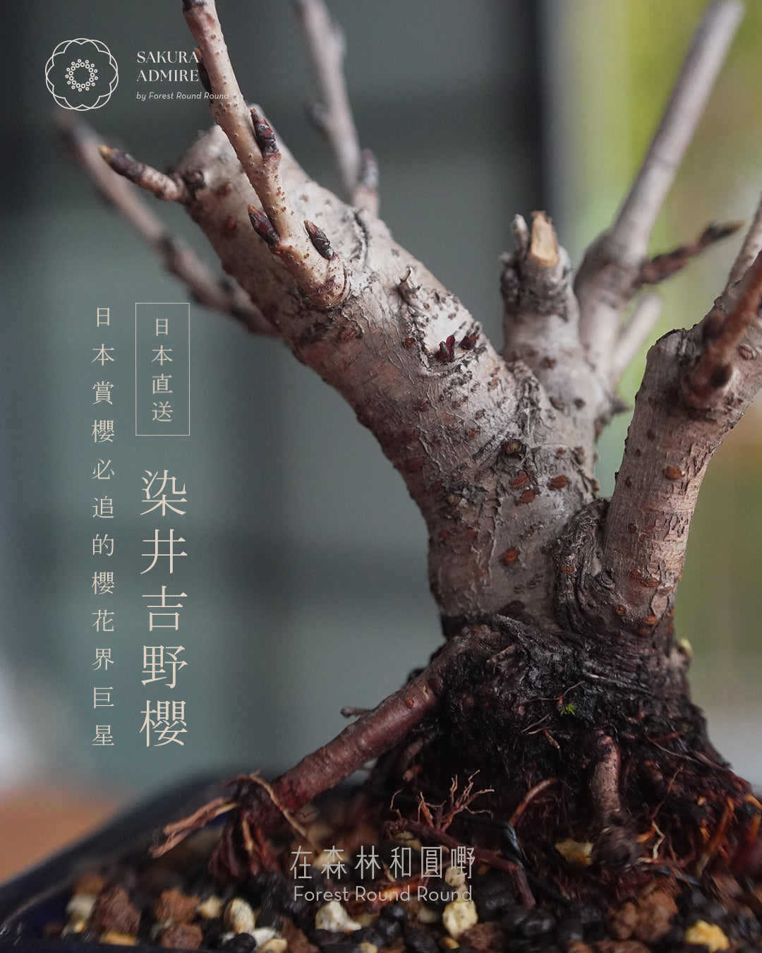 日本櫻花界巨星  ｜ ソメイヨシノ桜  染井吉野櫻 , 紺縁付長方鉢 [ 2026 日本直送  ] 〖 下單後實物拍攝挑選 〗