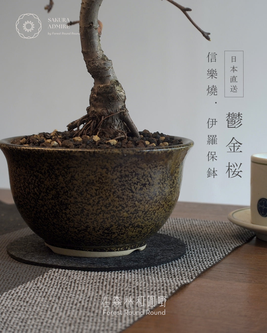 〖 L size 〗 鬱金桜  ,  信楽焼いらぼ鉢 -002   [ 2026 日本直送 ｜現貨 ]