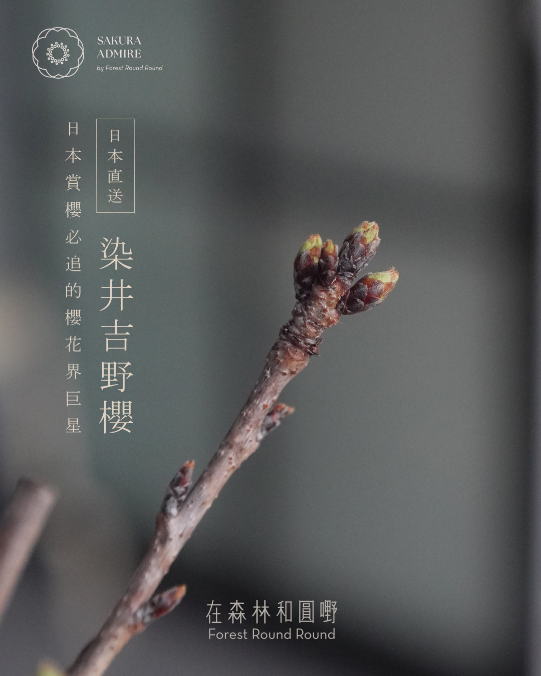 日本櫻花界巨星  ｜ ソメイヨシノ桜  染井吉野櫻 , 紺縁付長方鉢 [ 2026 日本直送  ] 〖 下單後實物拍攝挑選 〗