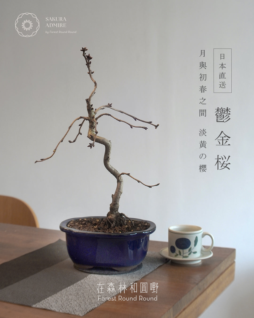 〖 L size 〗 鬱金桜  ,  日本産青モッコ陶器鉢   [ 2026 日本直送 ｜現貨 ]