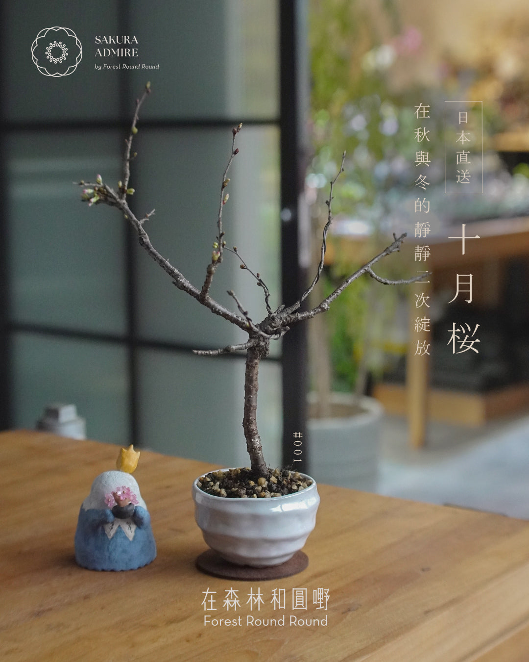 〖 實物拍攝 〗 在秋與冬的二次靜靜綻放 - 001  ｜ 十月桜  造型十月櫻  [ 2026 日本直送  ]