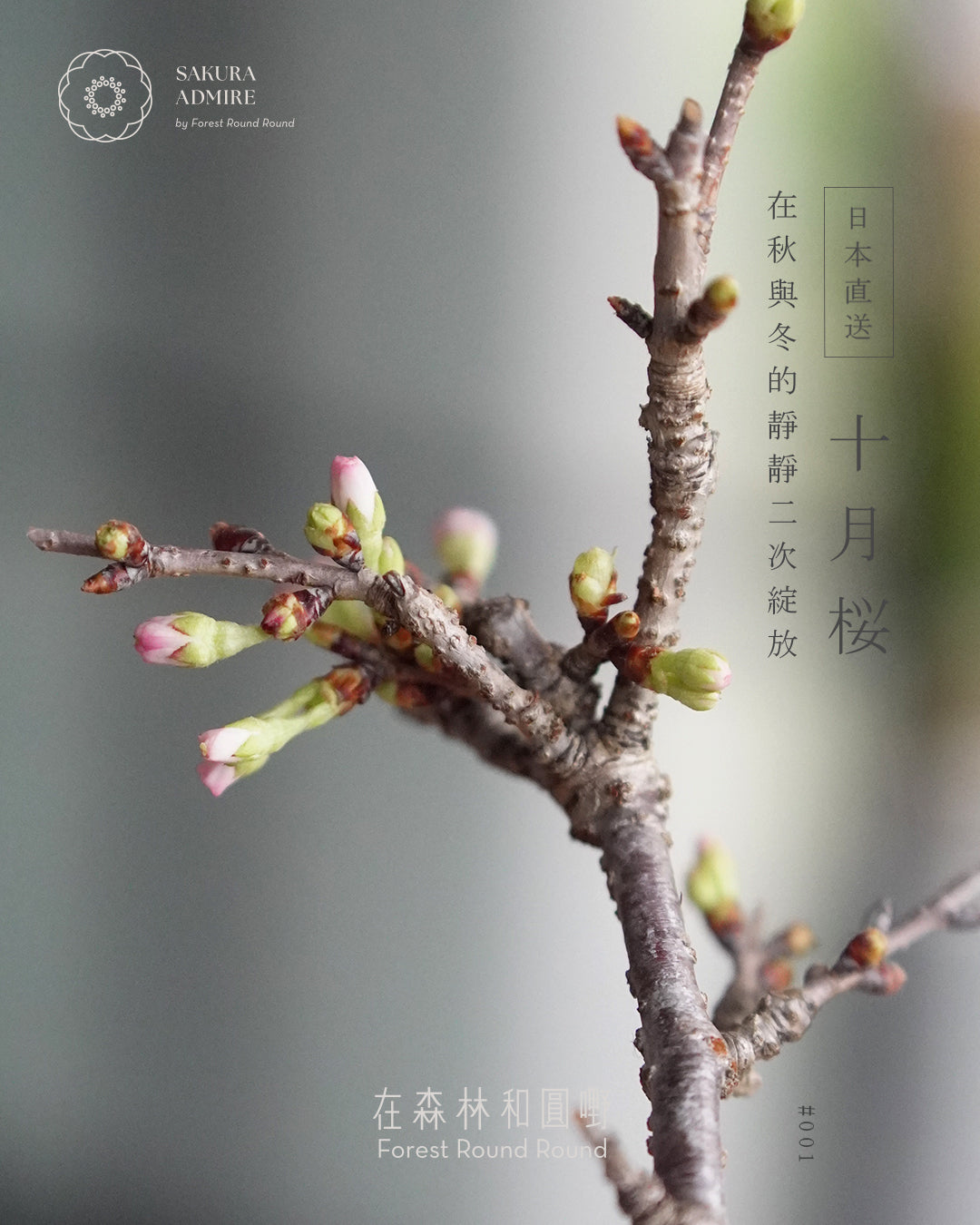 〖 實物拍攝 〗 在秋與冬的二次靜靜綻放 - 001  ｜ 十月桜  造型十月櫻  [ 2026 日本直送  ]