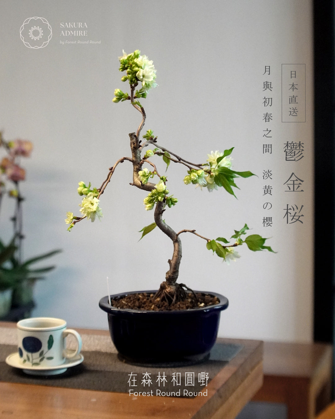 〖 3月預訂 〗 鬱金桜  ,  日本産青モッコ陶器鉢   [ 2026 日本直送  ]