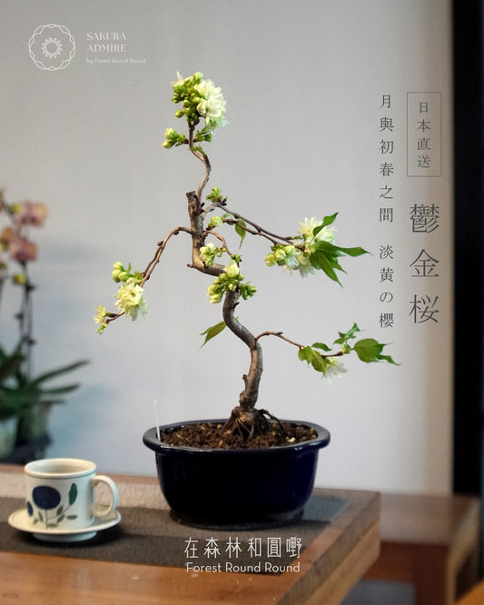 〖 3月預訂 〗 鬱金桜  ,  日本産青モッコ陶器鉢   [ 2026 日本直送  ]