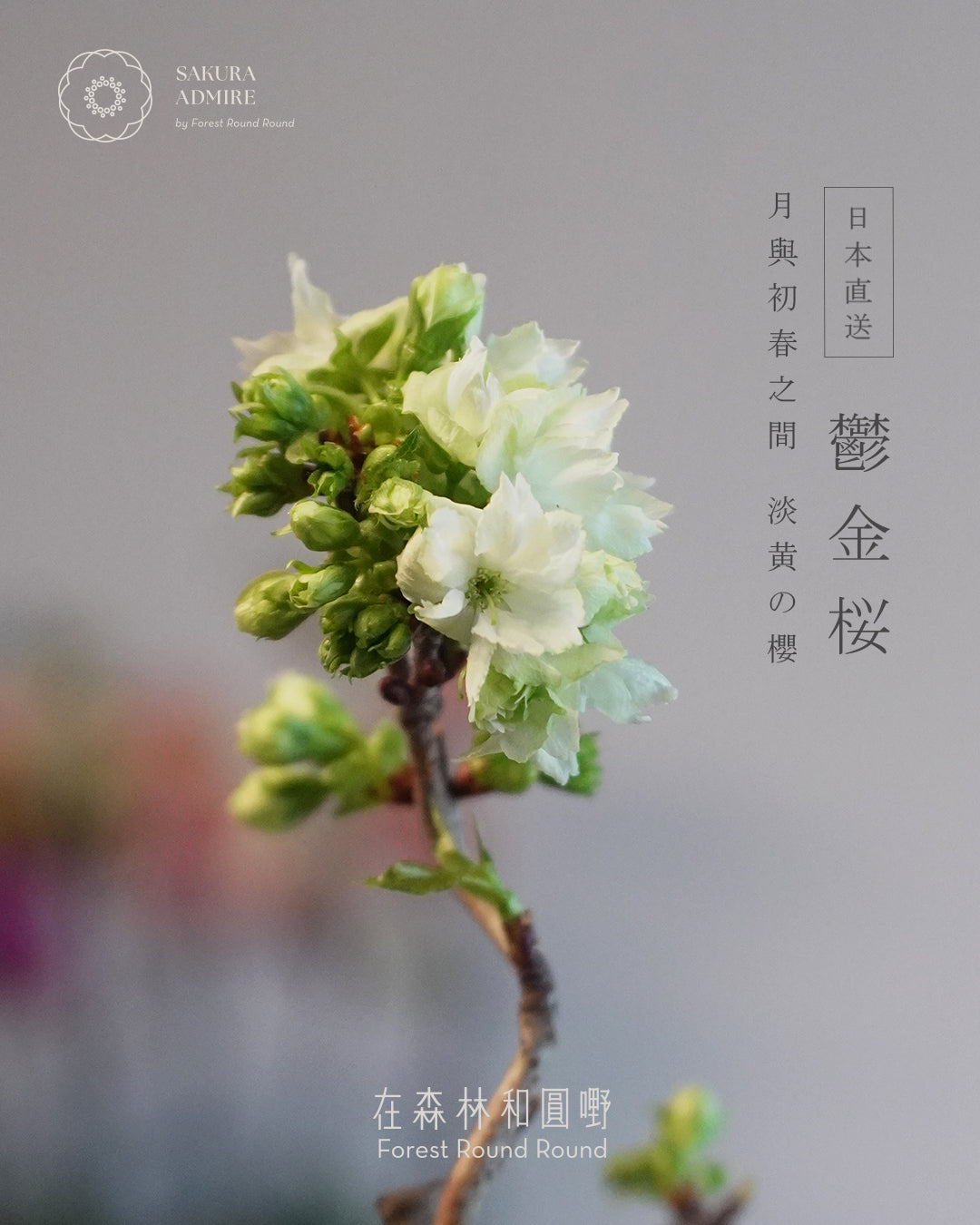 〖 3月預訂 〗 鬱金桜  ,  日本産青モッコ陶器鉢   [ 2026 日本直送  ]