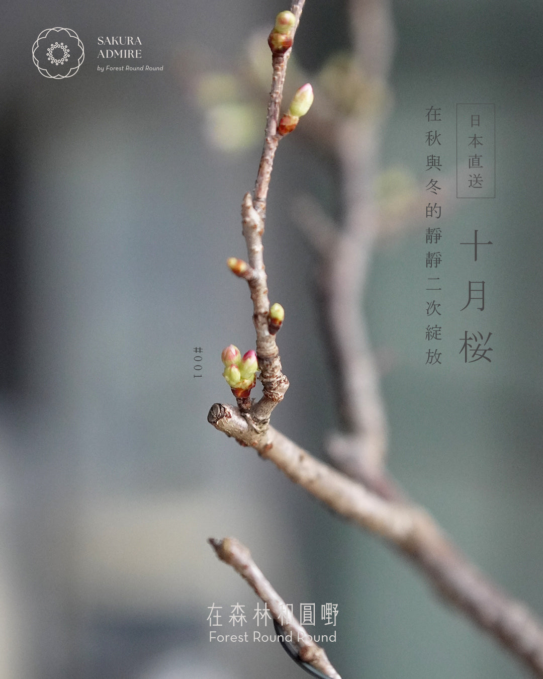 〖 實物拍攝 〗 在秋與冬的二次靜靜綻放 - 001  ｜ 十月桜  造型十月櫻  [ 2026 日本直送  ]