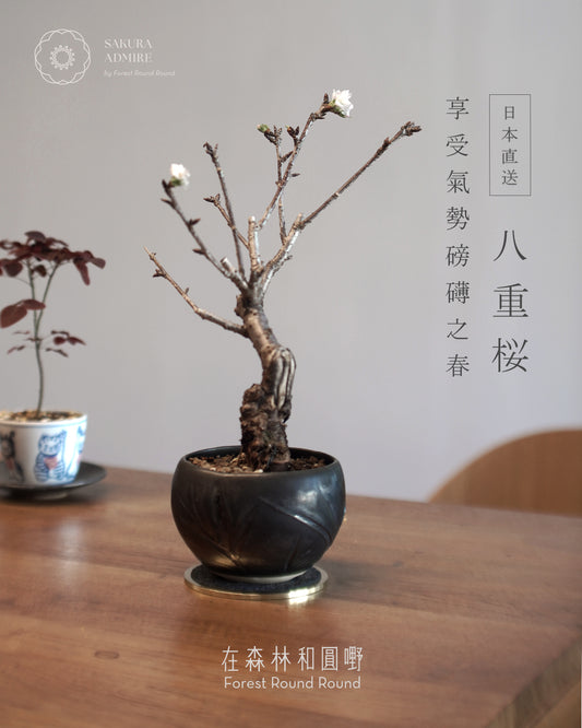 〖 L size 〗八重桜 八重櫻   [ 2026 日本直送 ｜限量預訂中 ]