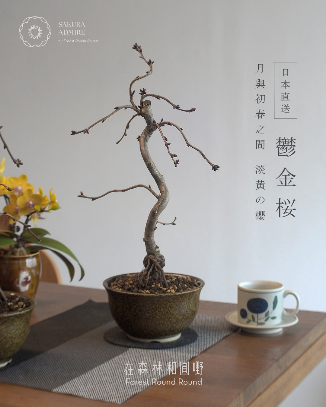 〖 L size 〗 鬱金桜  ,  信楽焼いらぼ鉢 -002   [ 2026 日本直送 ｜現貨 ]