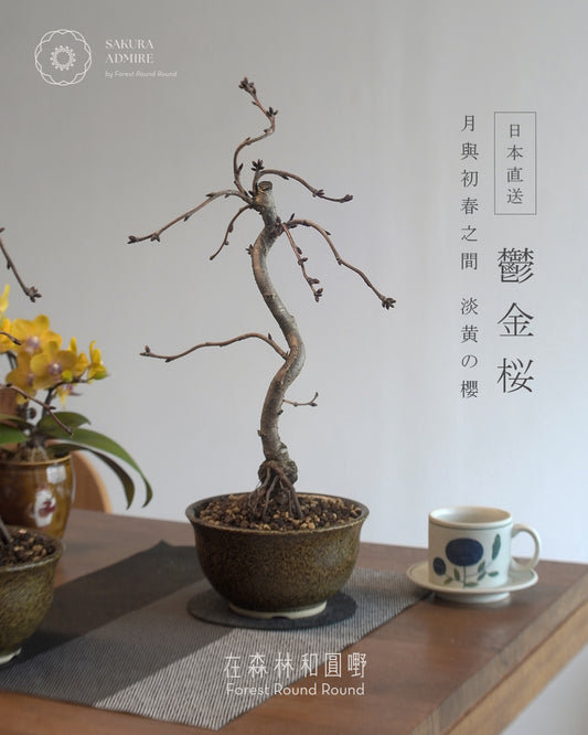 〖 L size 〗 鬱金桜  ,  信楽焼いらぼ鉢 -002   [ 2026 日本直送 ｜現貨 ]