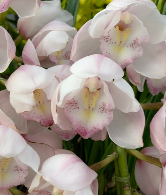 [日本直送 ]  <預訂> Japanese Orchid 日本大花蕙蘭