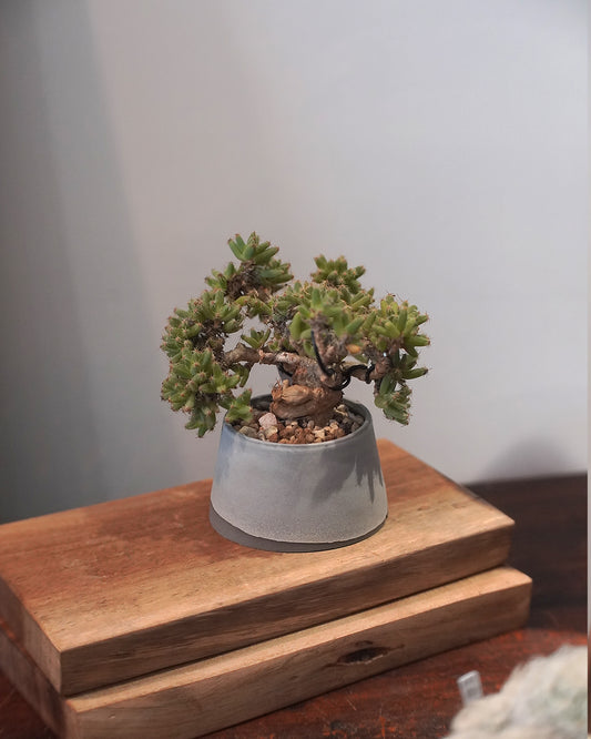 蒼之塔 ｜ 紫晃星 Trichodiadema densum トリコディアデマ デンサム , YANN CHENG