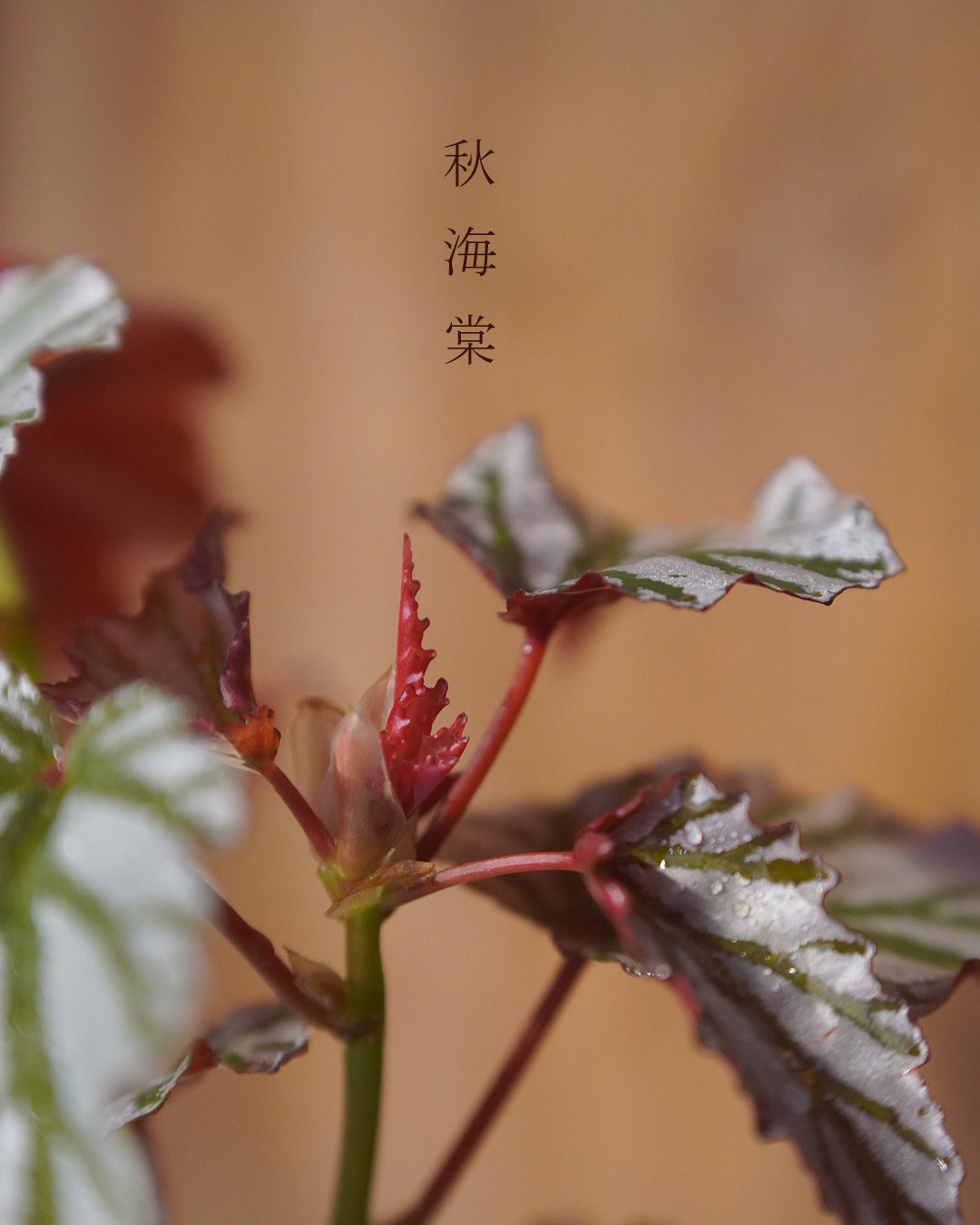 質感與色彩兼備的植物 - 001 | Begonia 'Highway'  海威 秋海棠 , HIDEAKI NUMANO 沼野秀章