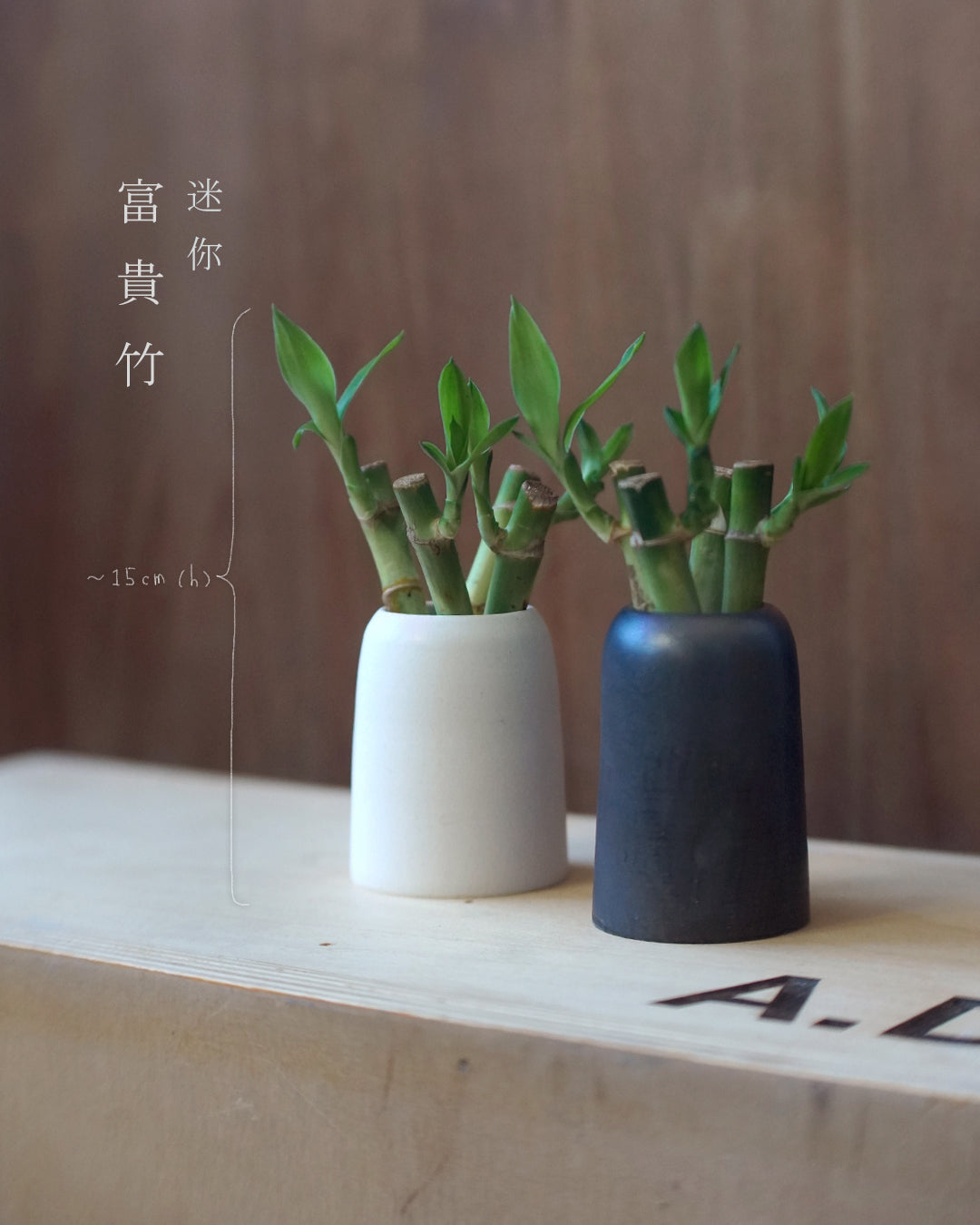 迷你富貴竹 x 山形陶器  | 富貴竹 / 開運竹 , YANN CHENG