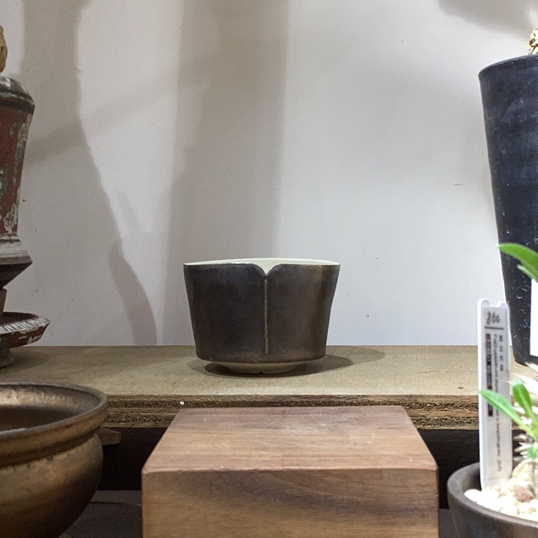 [ IVAN YUNG 翁振傑 ] 仿鐵系列 （上了植物）