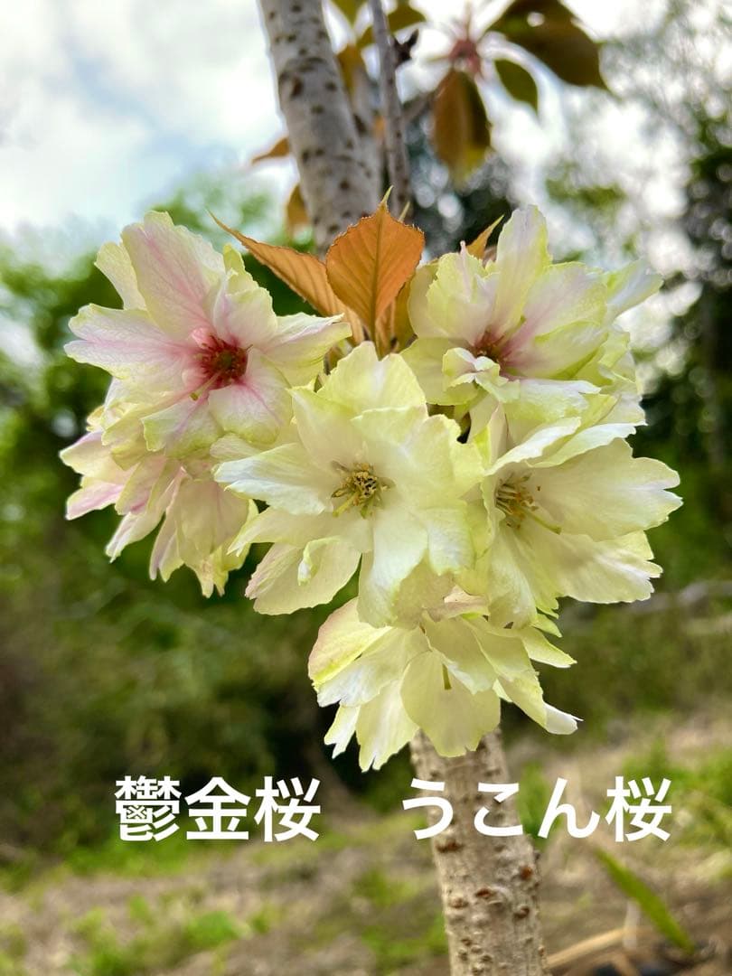 〖 L size 〗 鬱金桜  ,  日本産青モッコ陶器鉢   [ 2026 日本直送 ｜現貨 ]