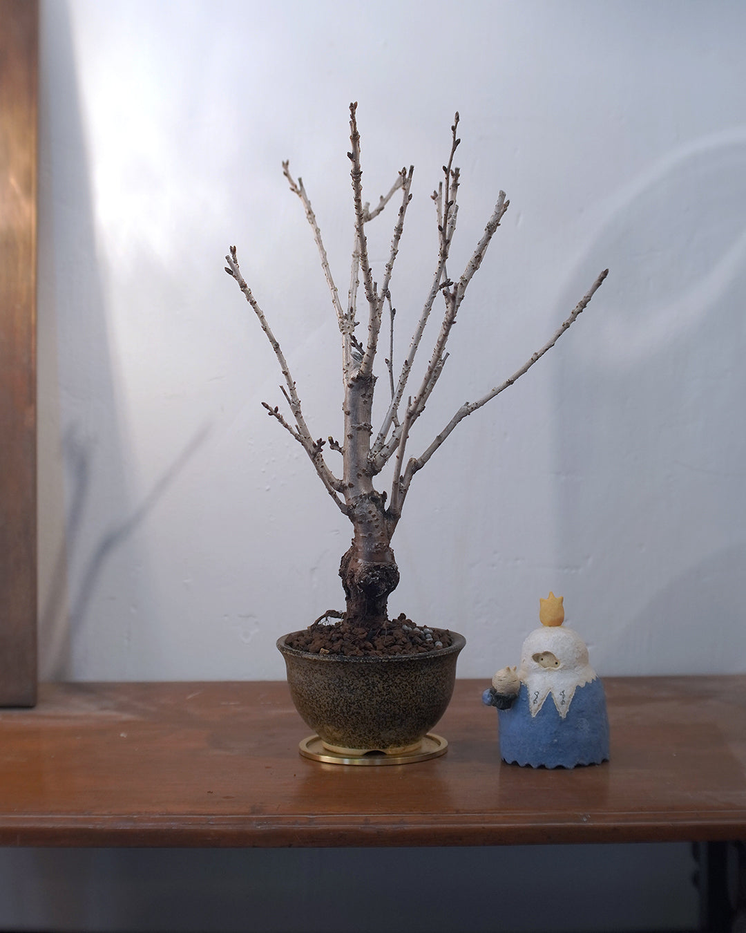 [ 日本直送 ｜Studio Ready ] 〖 L size 〗 The Sakura Admire | 御殿場桜 御殿場櫻 -02 , 信楽焼植木鉢