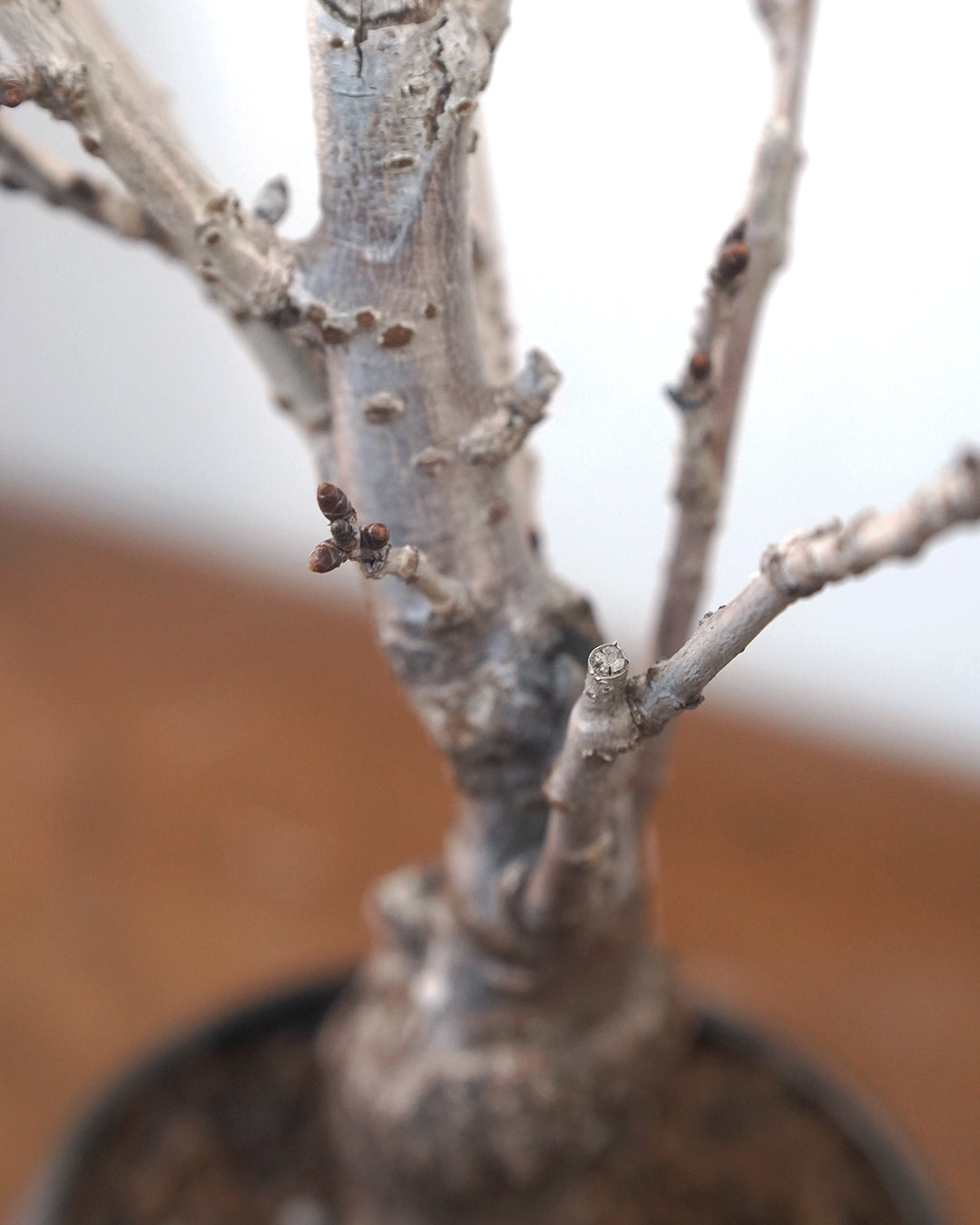 [ 日本直送 ｜Studio Ready ]  The Sakura Admire | 〖 L 〗御殿場桜 御殿場櫻 -01 , VINCENT LAW 羅縉壕