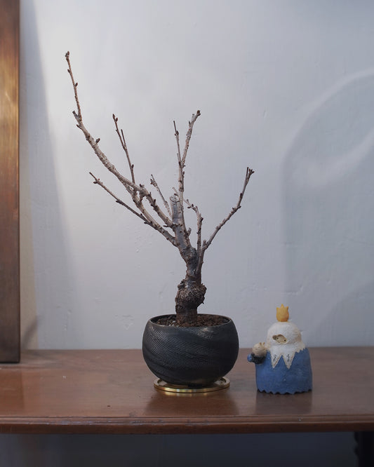 [ 日本直送 ｜Studio Ready ]  The Sakura Admire | 〖 L 〗御殿場桜 御殿場櫻 -01 , VINCENT LAW 羅縉壕