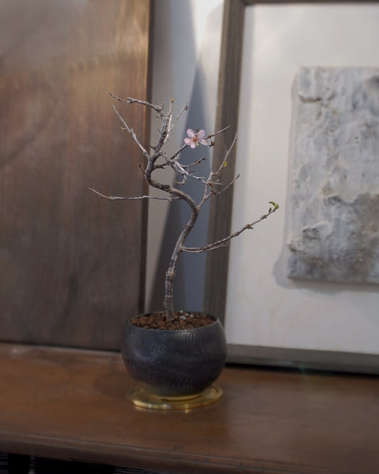 [ 日本直送 ｜Studio Ready ]  The Sakura Admire | Shinano Kanzakura 信濃寒櫻 - 01 , VINCENT LAW 羅縉壕