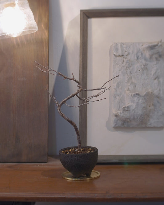 [ 日本直送 ｜Studio Ready ]  The Sakura Admire | Shinano Kanzakura 信濃寒櫻 - 02