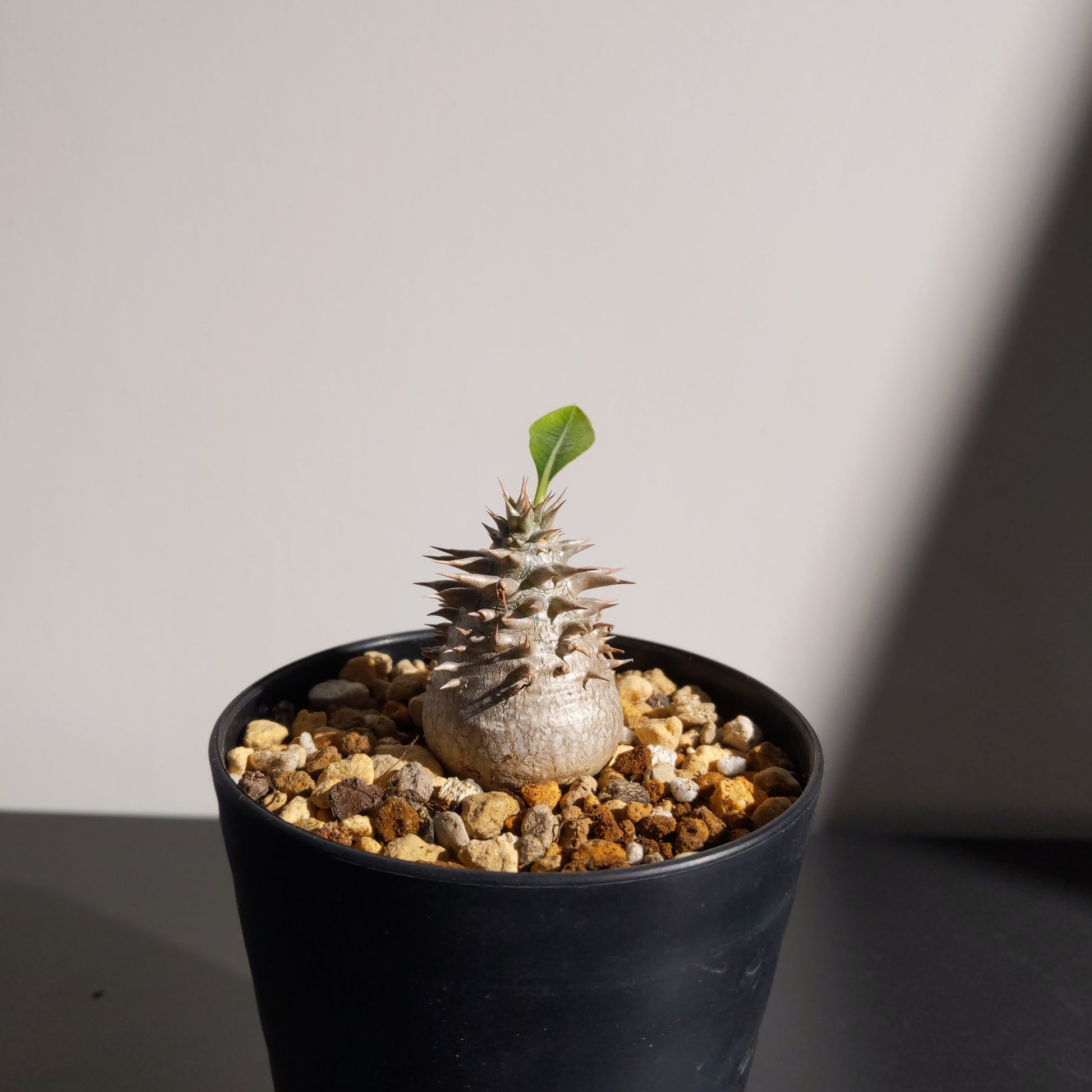 Pachypodium densiflorum x brevicaule (S) 惠比大黑