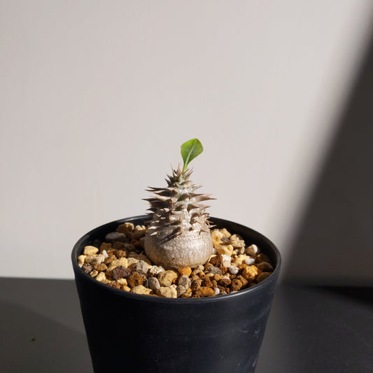 Pachypodium densiflorum x brevicaule (S) 惠比大黑