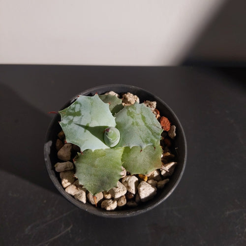 Agave isthmensis (S) 甲蟹交種