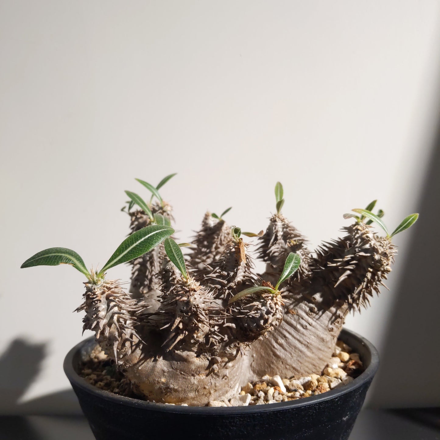 Pachypodium horombense (M) 筒蝶青
