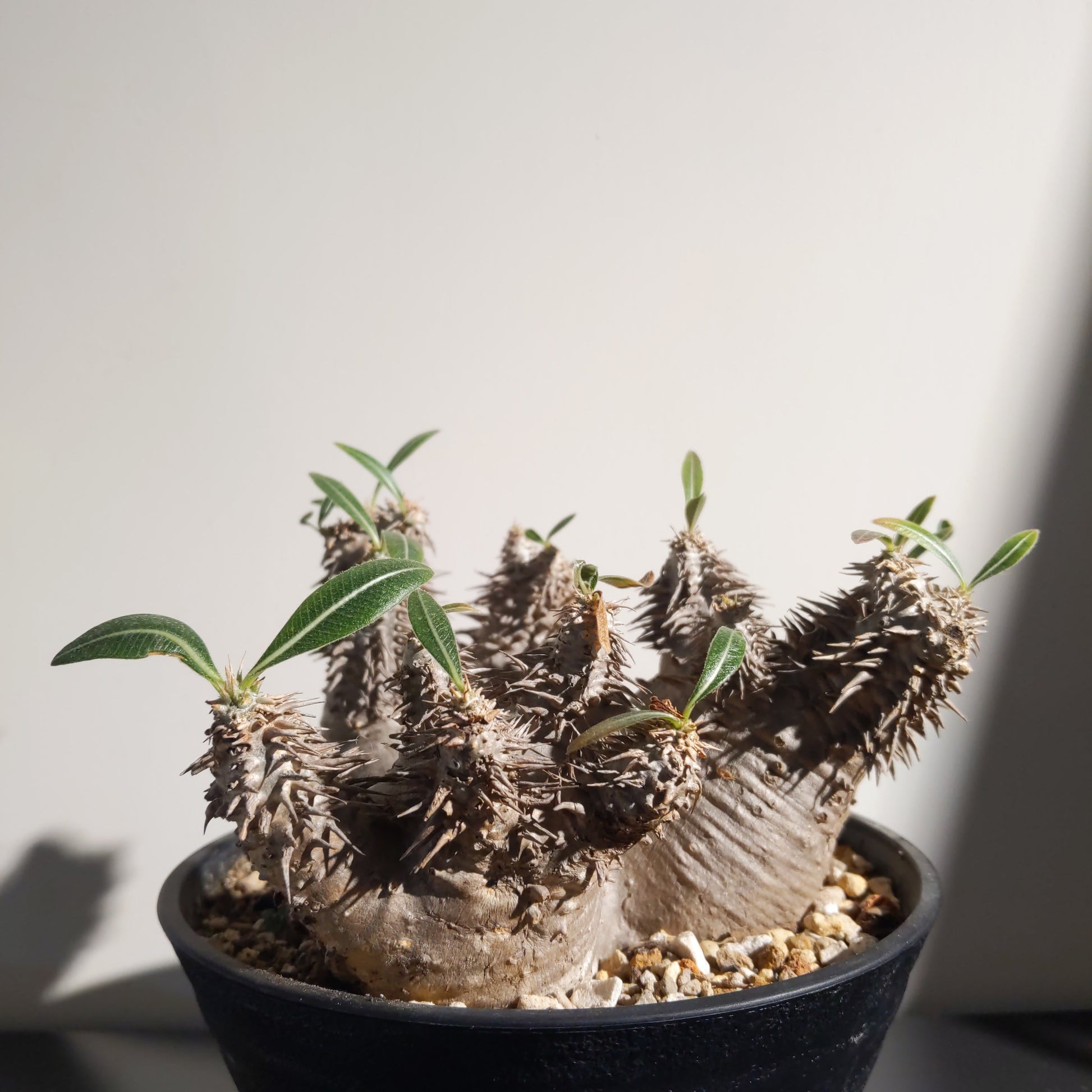 Pachypodium horombense (M) 筒蝶青