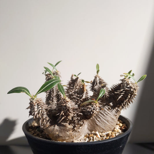 Pachypodium horombense (M) 筒蝶青