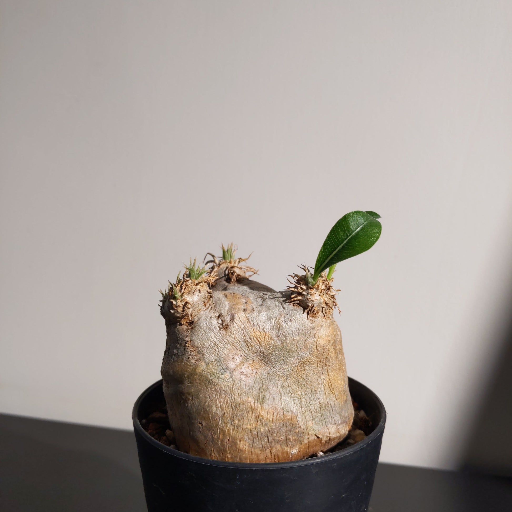 Pachypodium eburneum (S) 象牙玉