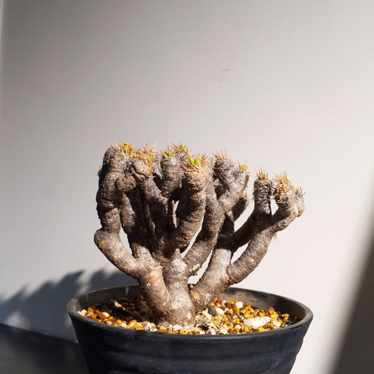 Euphorbia guillauminiana (L) 鬼棲閣