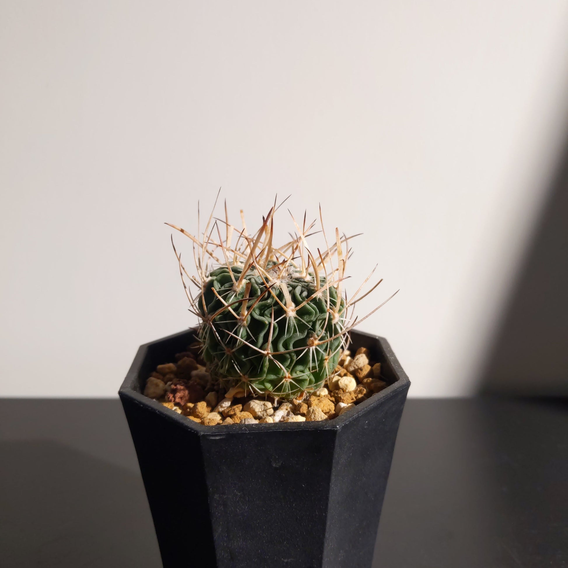 Echinofossulocactus wippermannii 初陣玉