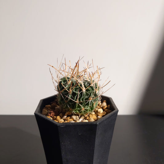 Echinofossulocactus wippermannii 初陣玉