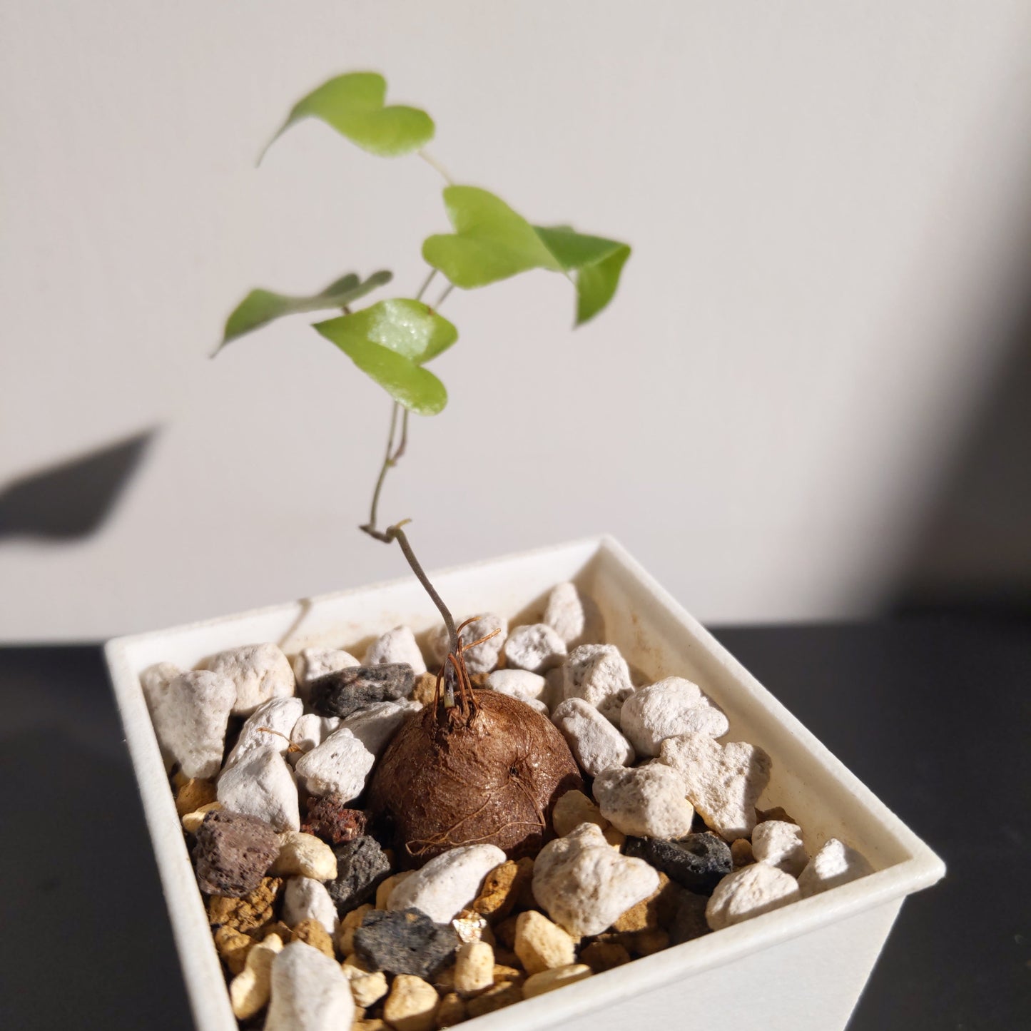 Dioscorea elephantipes (Seedling) 南非龜甲龍