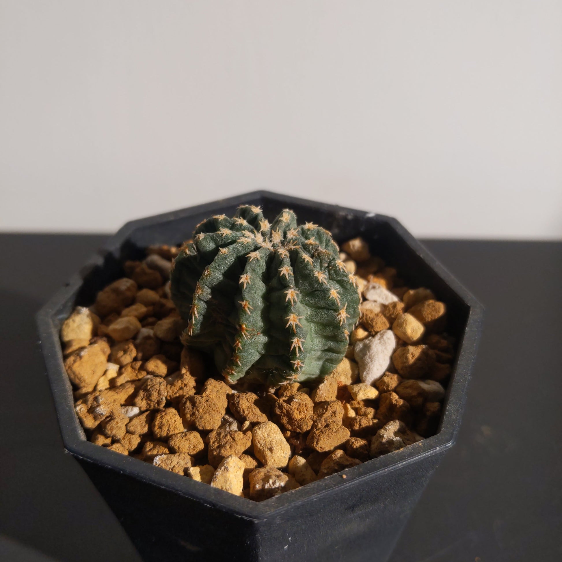 Echinocereus pulchellus ssp. venustus (S) 姬路丸