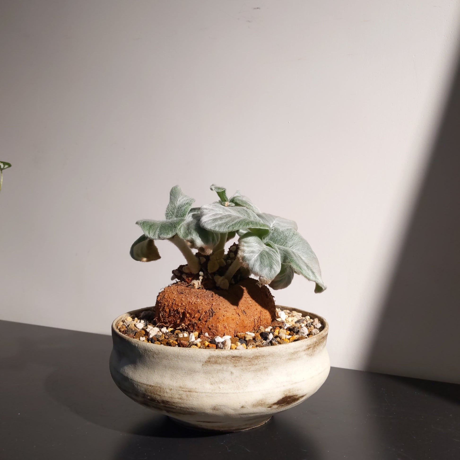 Sinningia Leucotricha (L) 斷崖女皇