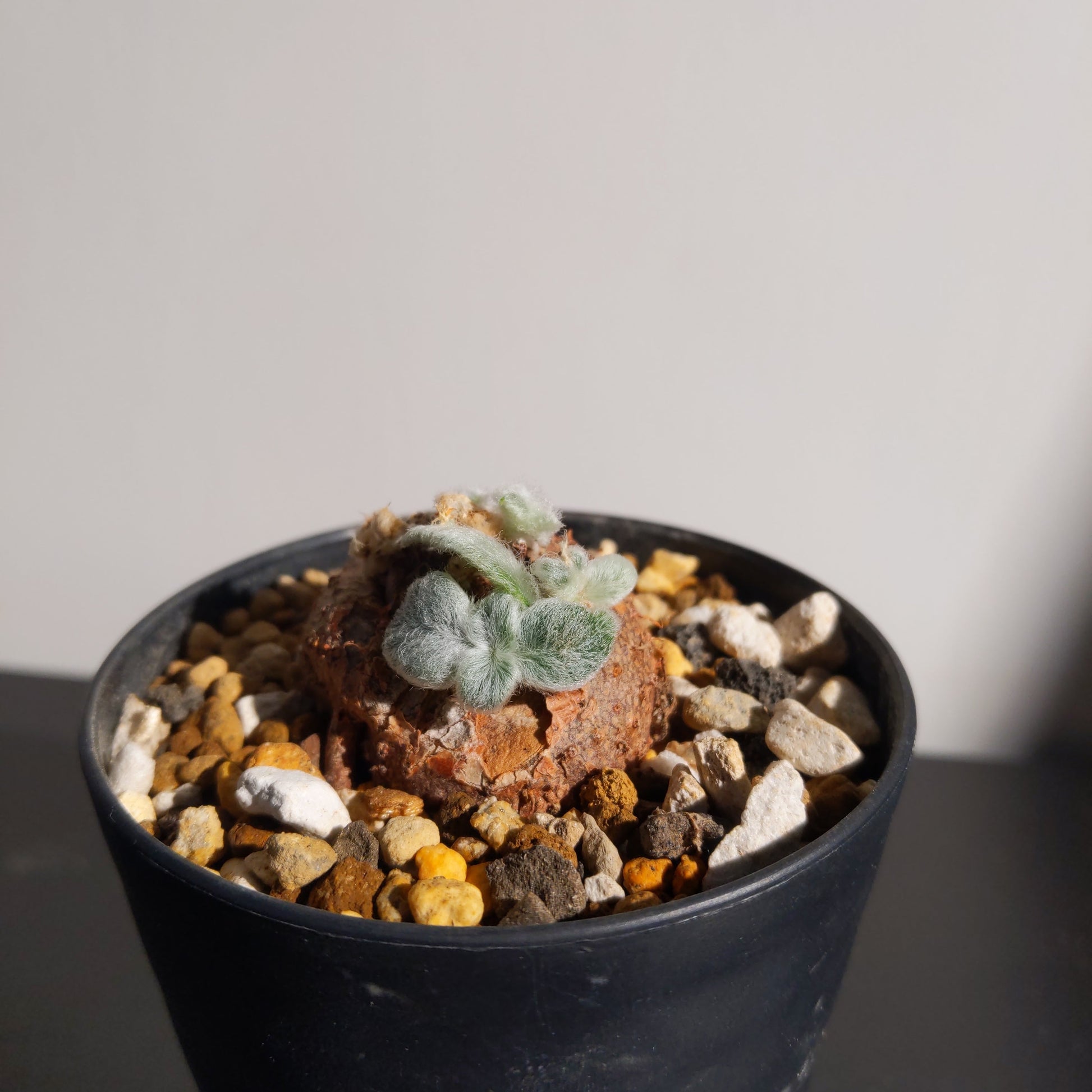 Sinningia Leucotricha (S) 斷崖女皇