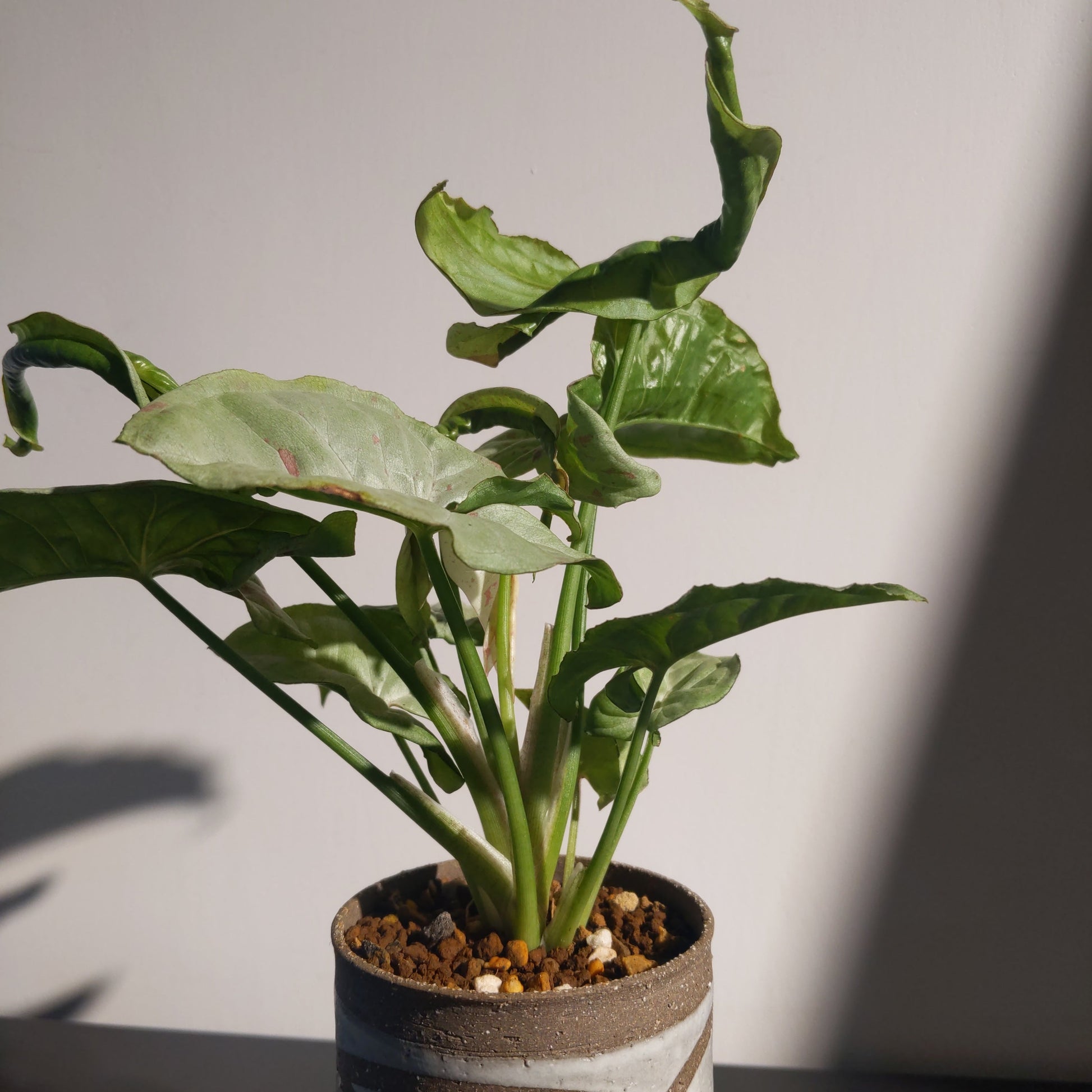 Neoalsomitra sarcophylla (S) 厚葉棒錘瓜