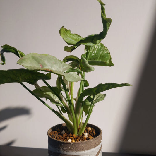 Neoalsomitra sarcophylla (S) 厚葉棒錘瓜