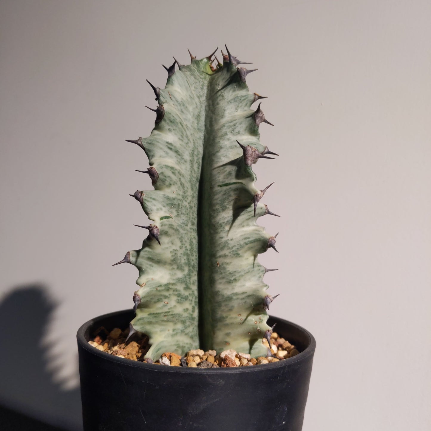 Euphorbia Eritrea Variegata (S) 白龍骨