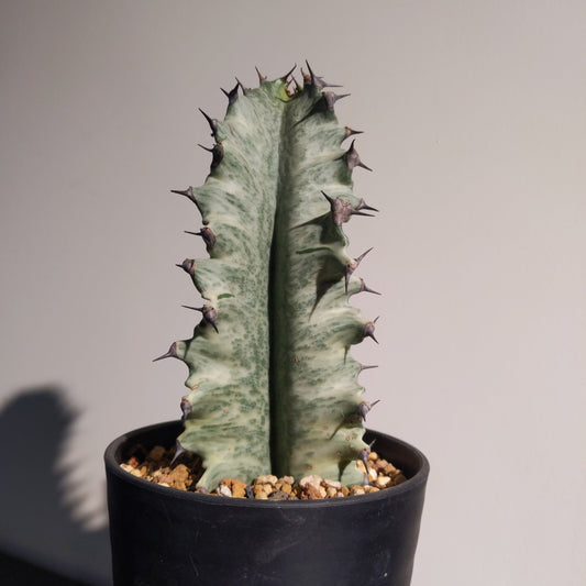 Euphorbia Eritrea Variegata (S) 白龍骨