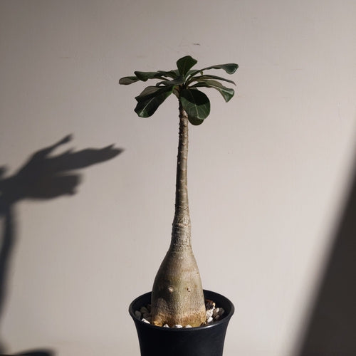 Adenium Socotranum (M) 索科特拉巨大沙漠玫瑰