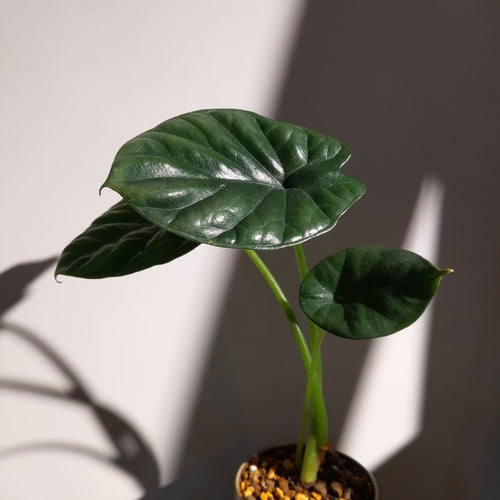 Alocasia sinuata (M) 魔鏡觀音蓮