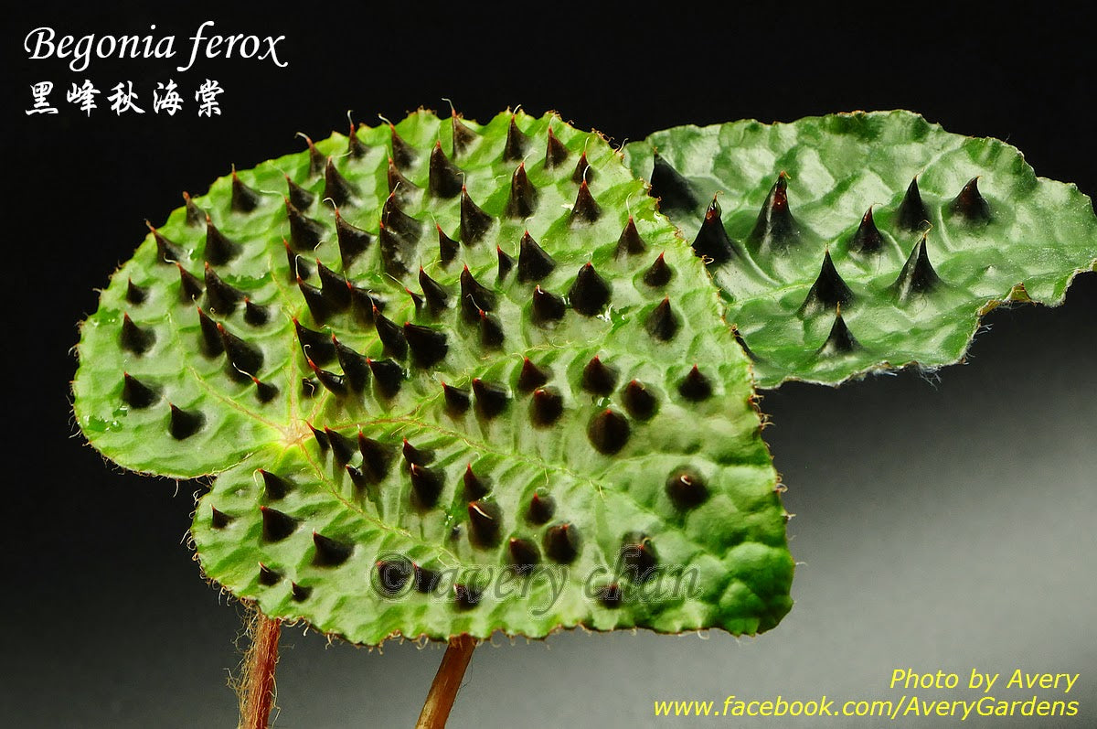 Begonia ferox 黑峰秋海棠