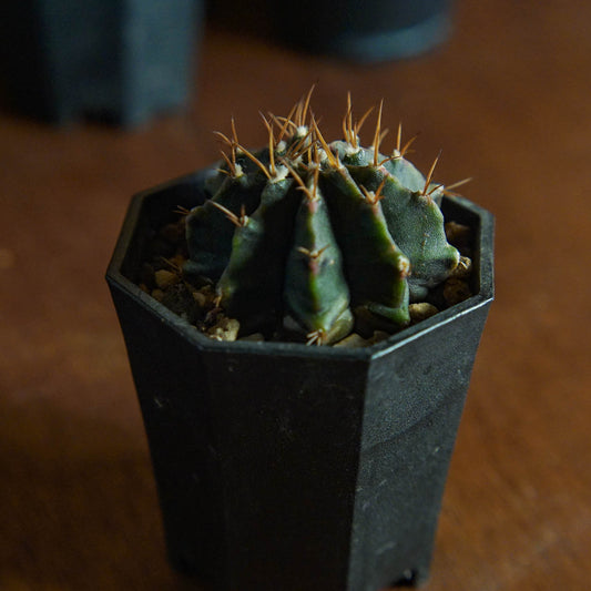 Gymnocalycium mihanovichii (S) 緋牡丹 No.19076634-Forest Round Round