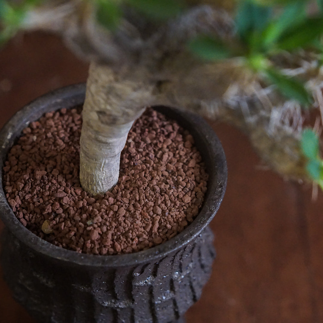 [ HIDEAKI NUMANO 沼野秀章 ] 笠間焼 植木鉢 BLACK WRAP (黒金 TALL) S 配 鬼棲閣 Euphorbia guillauminiana