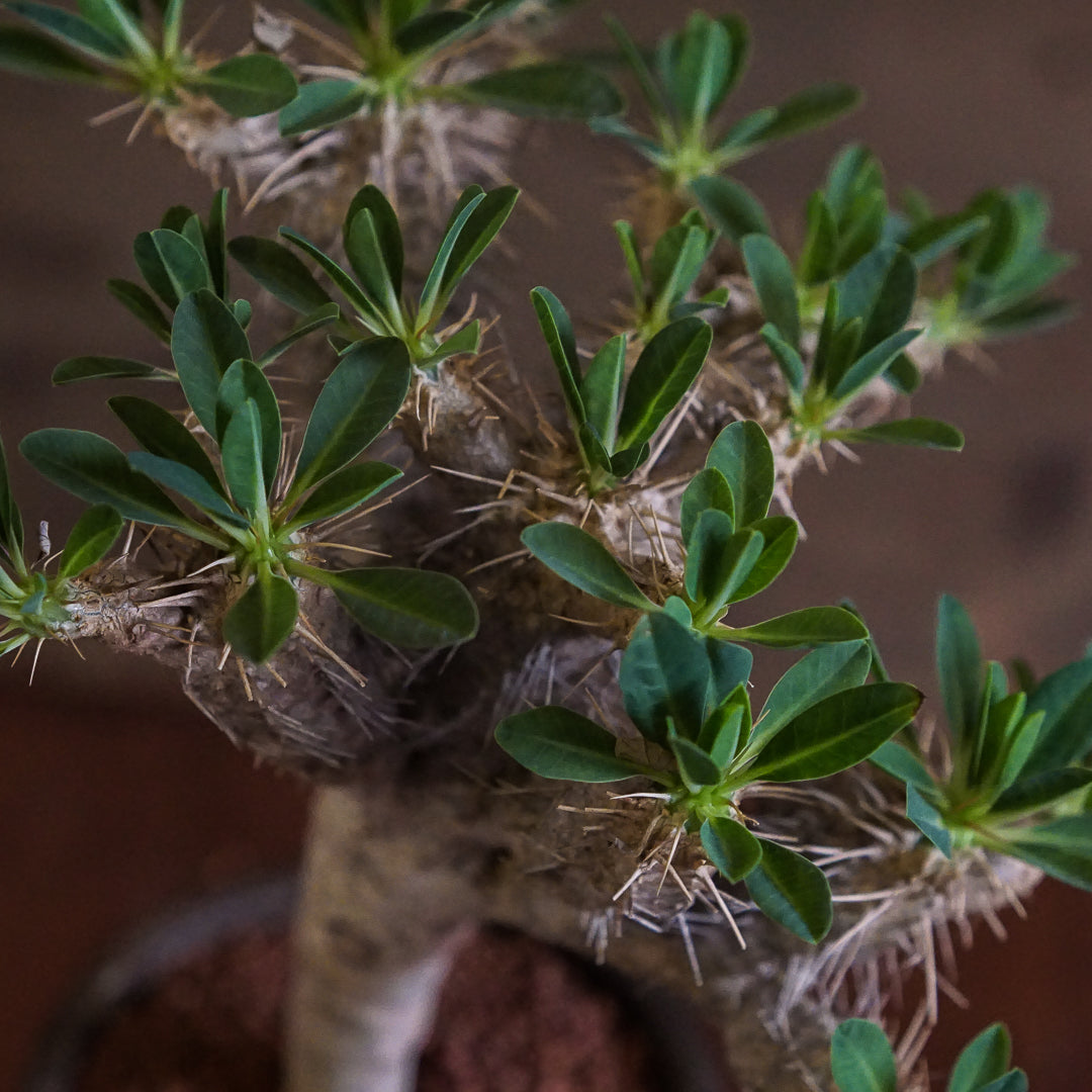 [ HIDEAKI NUMANO 沼野秀章 ] 笠間焼 植木鉢 BLACK WRAP (黒金 TALL) S 配 鬼棲閣 Euphorbia guillauminiana