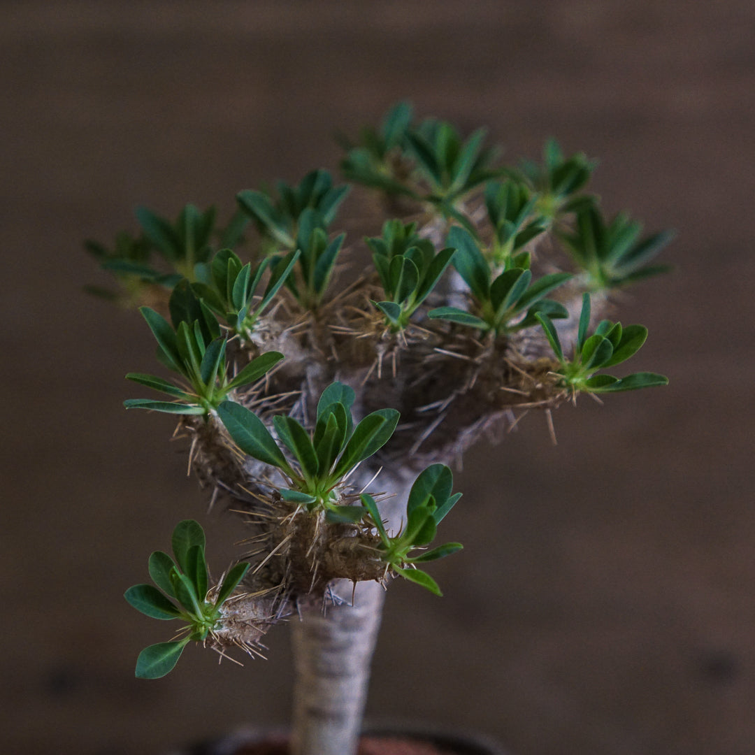 [ HIDEAKI NUMANO 沼野秀章 ] 笠間焼 植木鉢 BLACK WRAP (黒金 TALL) S 配 鬼棲閣 Euphorbia guillauminiana