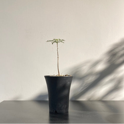 Bursera Discolor (S) 迪科勒裂欖
